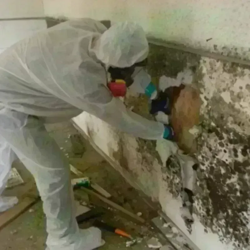 Mold Remediation and Removal in Hyannis, MA